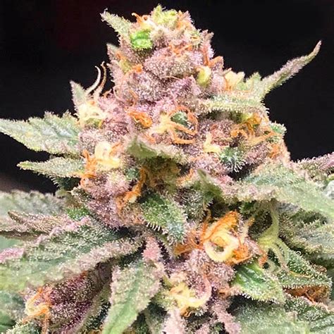 Stevie Wonder (Cannabis <strong>Strain Review</strong>). . Mac and gary strain review
